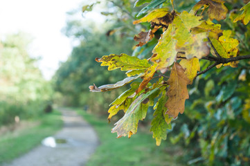 détail feuilles de chêne aux couleurs de l'automne en bordure de forêt