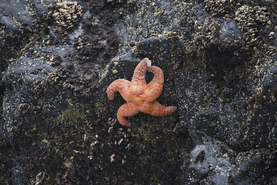 Orange Starfish Gripping On A Large Rock; Cape Perpetua, Oregon, United States of America