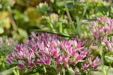 осенние цветы