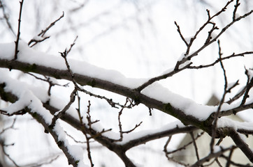 Fototapeta na wymiar snow on trees