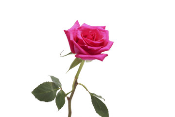 Flower pink rose close up.