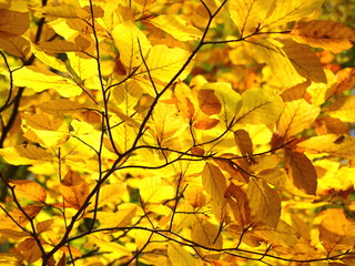 Fullframe picture of yellow autumn leaves on branch