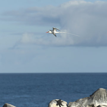 Red-Billed Tropicbirds (Phaethon Aethereus) With Their Very Long Tails; Galapagos, Equador