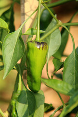 Chilischoten