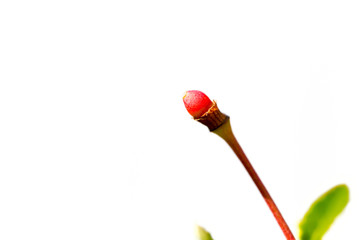 Red bud cherry. Space for text