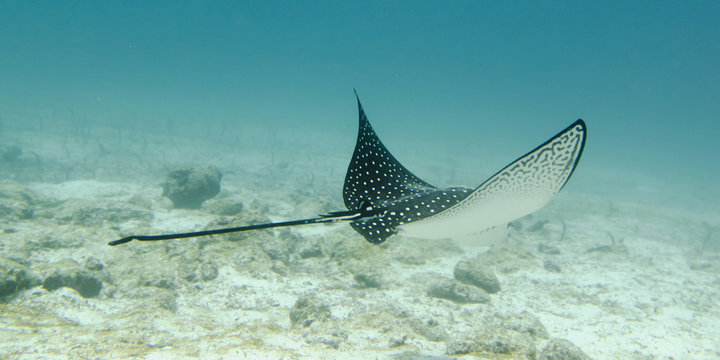 A Spotted Eagle Ray (Aetobatus Narinari)Under The Water; Galapagos, Equador