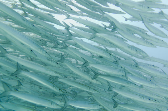 A School Of Barracudas Swimming Underwater; Galapagos, Equador