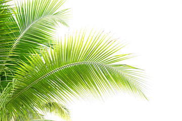 Fototapeta premium coconut leaves isolated on white background