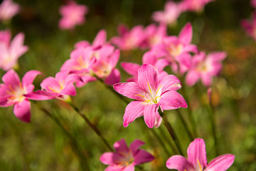 a group of pink rain lily flower