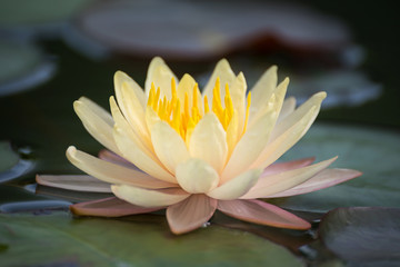 Yellow lotus flower