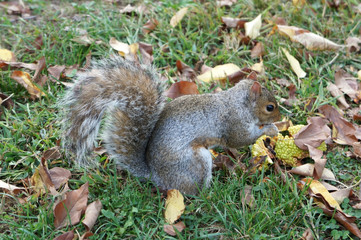 Central Park Squirrel while eating fruits