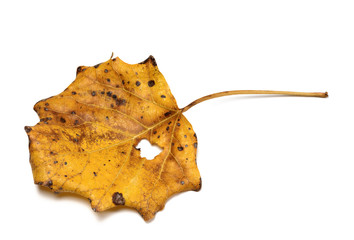 Naklejka premium Autumn dry quaking aspen leaf