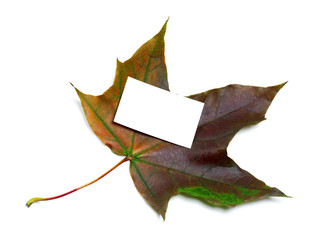 Multicolor autumn maple leaf with white empty price card