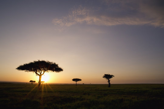 Trees On The Savannah With The Sun Glowing At Sunset; Masai Mara, Kenya