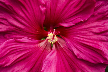 hibiskus kwiat © MaverickRose