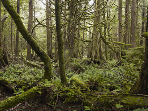 Cathedral Grove; British Columbia, Canada