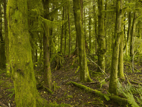 A Dense Forest At Comber Beach; Tofino, British Columbia, Canada