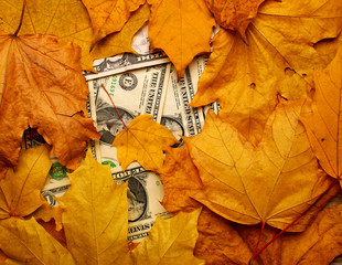 dollar banknotes under fallen leaves, closeup, top view © asadykov