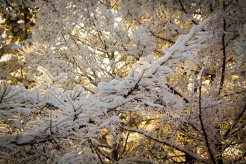 Лиственница под снегом