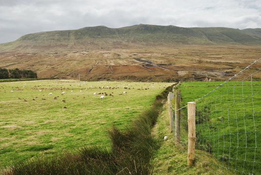 Sheep grazing in a field;Ireland