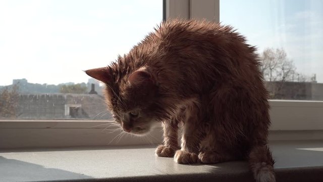 Wet Red Cat Sitting on a Window Sill