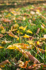 feuilles mortes sur l'herbe à l'automne