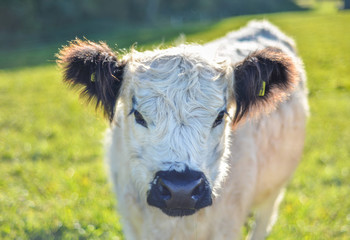 White Galloway Rind auf der Weide