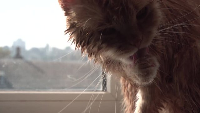 Wet Thick Red Cat Licking Its Paw
