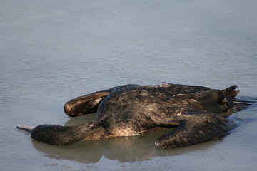 Fototapeta premium frozen bird