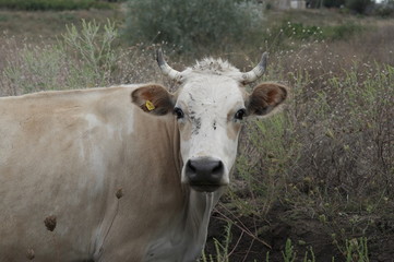 Коровы на пастбище