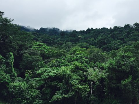 Green jungle with rain clouds