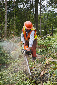 A Logger Uses A Chain Saw To Cut Trees; Portland, Oregon, United States Of America