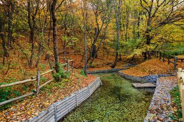 autumn park in the day