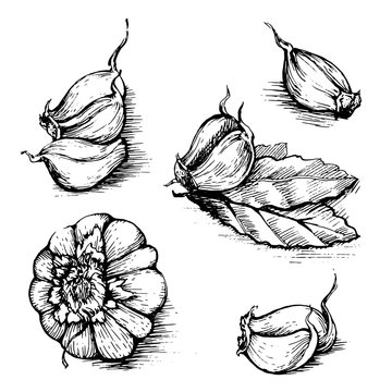 Vector hand drawn set of garlic with laurel leaf. Herbs and spices sketch illustration isolated on white background