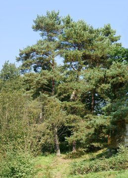 nandscape with pine tree