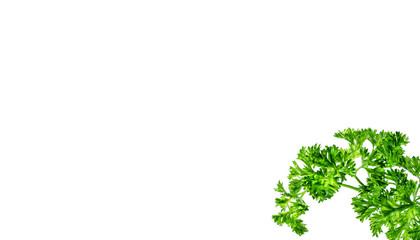 green parsley isolated on white