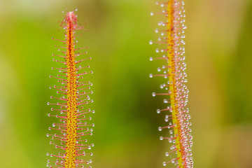 Maco shot of sticky leaf plant (Drosera Capensis)