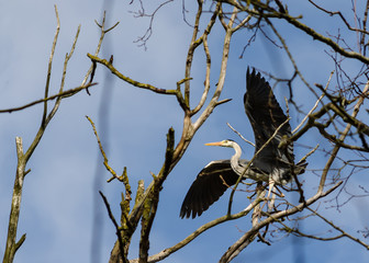 Grey Heron - Ardea Cinerea 