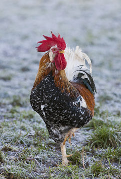 Rooster (Gallus Gallus); Northumberland, England