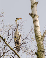 Grey Heron - Ardea Cinerea 