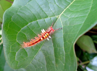 Close-up of little red caterpillar walking on the green leaf 