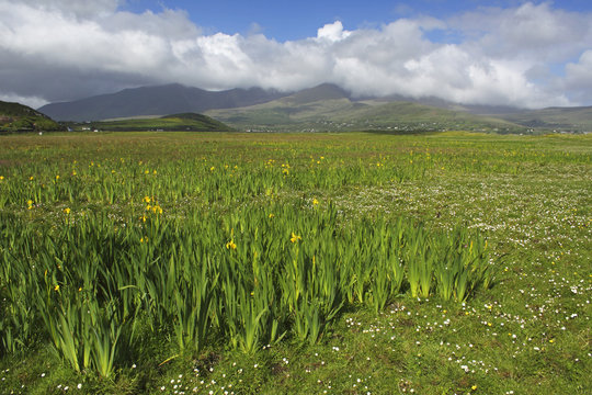 Yellow Iris Growing Beside Brandon Bay On The Dingle Peninsula With Brandon Mountains In The Background; County Kerry, Munster, Ireland