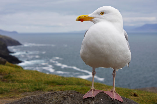 European Herring Gull, Dingle Peninsula, County Kerry, Munster, Ireland