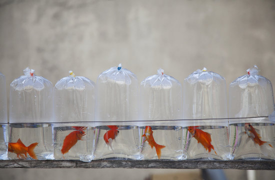 Plastic Bags Containing Pet Goldfish For Sale; Iloilo City, Panay, Philippines
