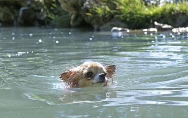 puppy chihuahua in the river