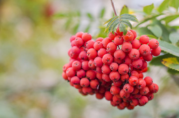 Rowan tree, Close-up of bright  berries on a    sunny day.