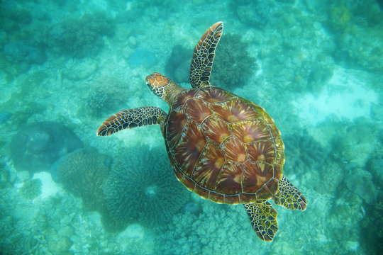 Sea turtle, Apo Island, Negros Oriental, Philippines