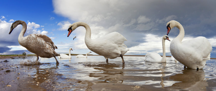 Swans Wading, Holy Island, Northumberland, England, UK