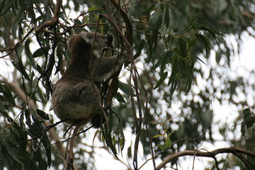 Fototapeta premium Koalabär