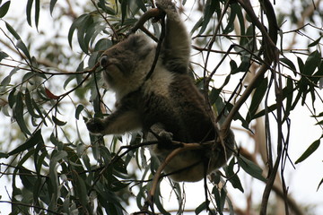 Koalabär